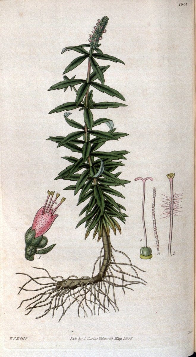 Curtis's botanical magazine. London ; New York [etc.] :Academic Press [etc.]. | "Botanical illustration" Botany Periodicals "Pictorial works" "Plants, Ornamental"  | Vintage Print Reproduction 457502