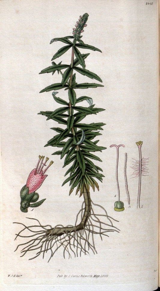 Curtis's botanical magazine. London ; New York [etc.] :Academic Press [etc.]. | "Botanical illustration" Botany Periodicals "Pictorial works" "Plants, Ornamental"  | Vintage Print Reproduction 457502