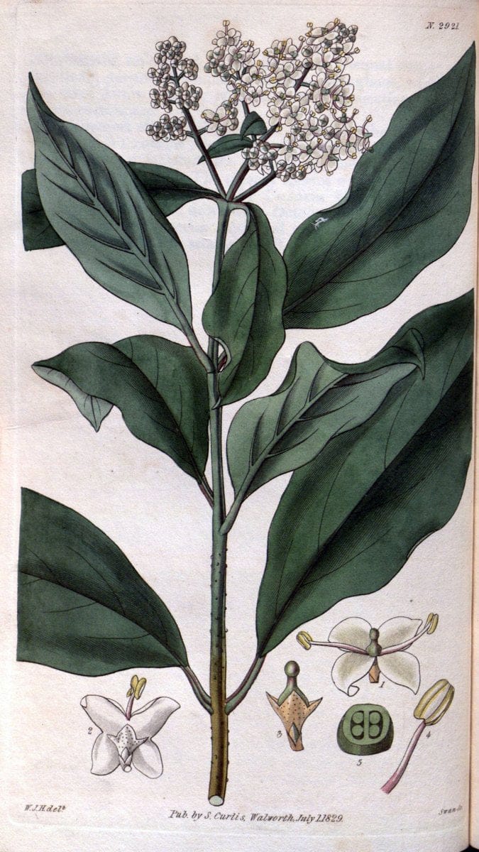 Curtis's botanical magazine. London ; New York [etc.] :Academic Press [etc.]. | "Botanical illustration" Botany Periodicals "Pictorial works" "Plants, Ornamental"  | Vintage Print Reproduction 457503