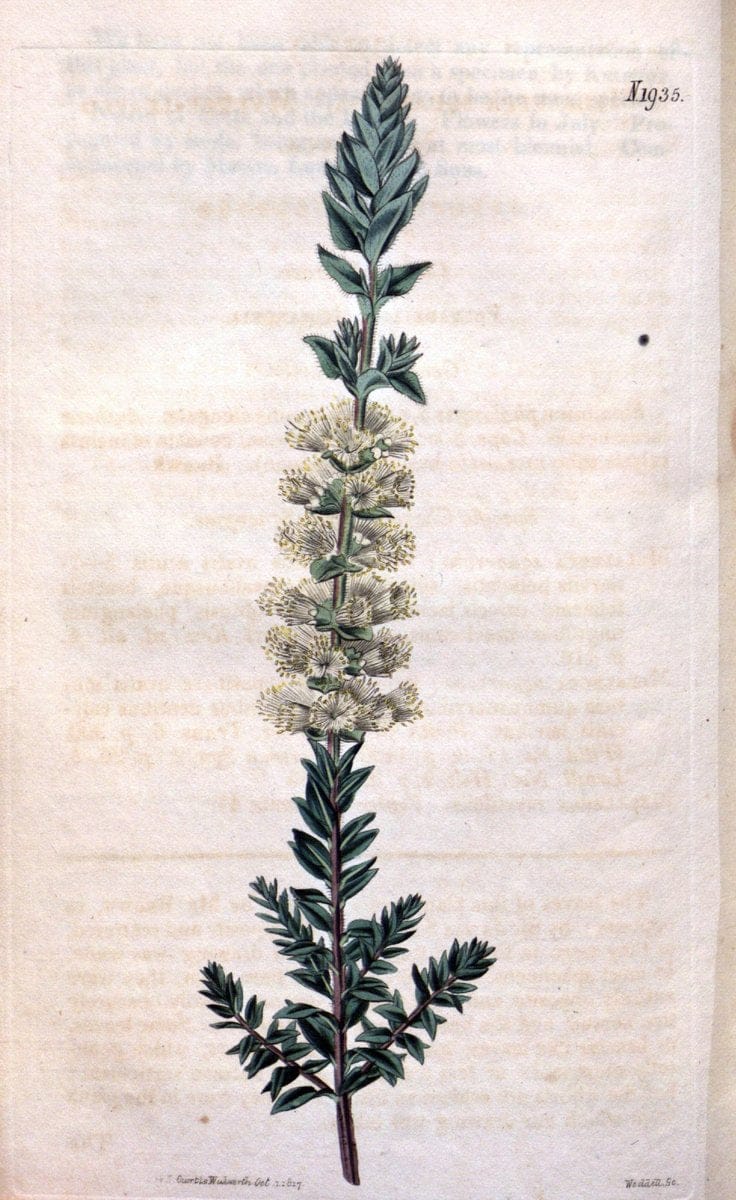 Curtis's botanical magazine. London ; New York [etc.] :Academic Press [etc.]. | "Botanical illustration" Botany Periodicals "Pictorial works" "Plants, Ornamental"  | Vintage Print Reproduction 457504