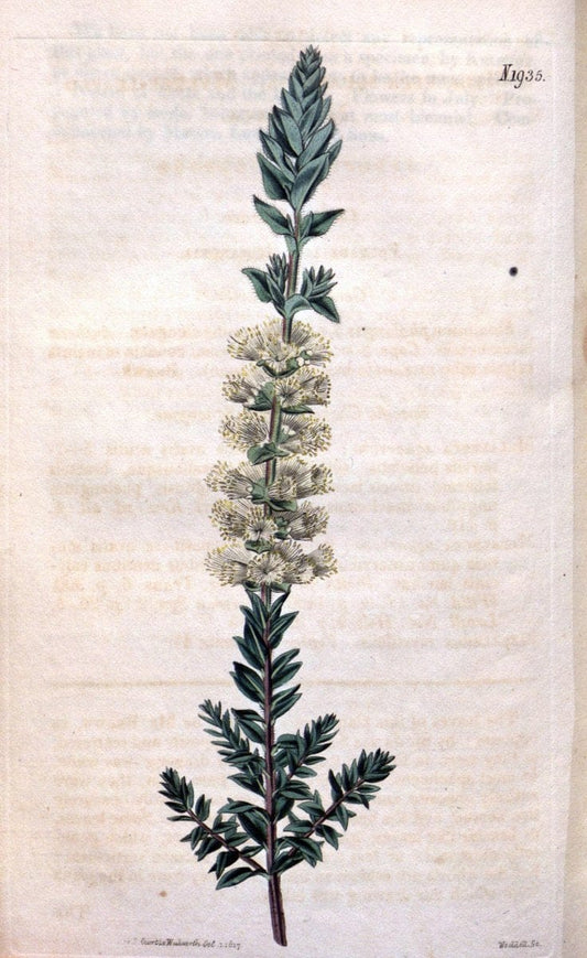 Curtis's botanical magazine. London ; New York [etc.] :Academic Press [etc.]. | "Botanical illustration" Botany Periodicals "Pictorial works" "Plants, Ornamental"  | Vintage Print Reproduction 457504