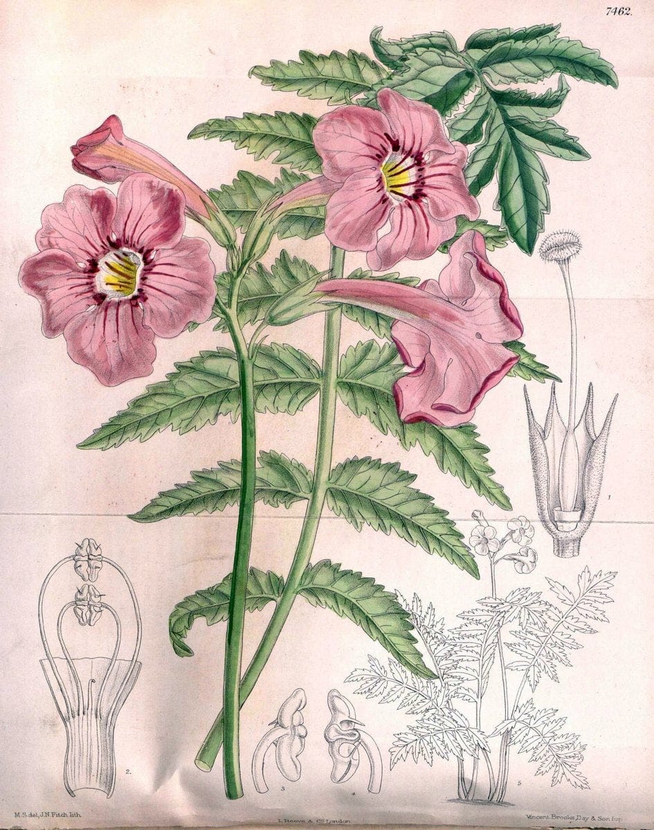 Curtis's botanical magazine. London ; New York [etc.] :Academic Press [etc.]. | "Botanical illustration" Botany Periodicals "Pictorial works" "Plants, Ornamental"  | Vintage Print Reproduction 457505