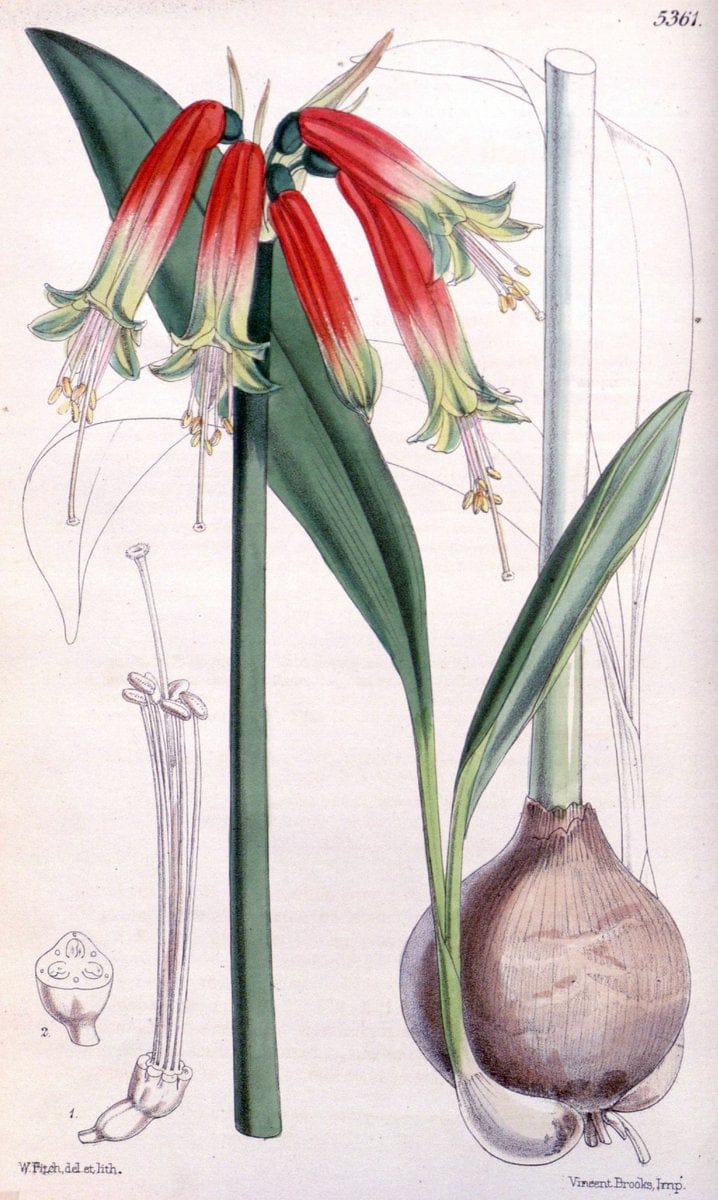 Curtis's botanical magazine. London ;New York [etc.] :Academic Press [etc.]. | Botany Periodicals "Pictorial works"  | Vintage Print Reproduction 457506