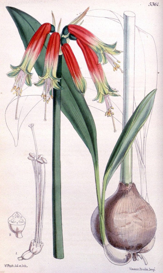 Curtis's botanical magazine. London ;New York [etc.] :Academic Press [etc.]. | Botany Periodicals "Pictorial works"  | Vintage Print Reproduction 457506
