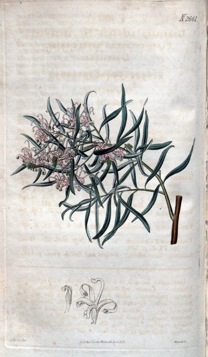 Curtis's botanical magazine. London ; New York [etc.] :Academic Press [etc.]. | "Botanical illustration" Botany Periodicals "Pictorial works" "Plants, Ornamental"  | Vintage Print Reproduction 457507