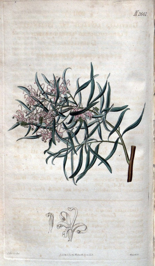 Curtis's botanical magazine. London ; New York [etc.] :Academic Press [etc.]. | "Botanical illustration" Botany Periodicals "Pictorial works" "Plants, Ornamental"  | Vintage Print Reproduction 457507