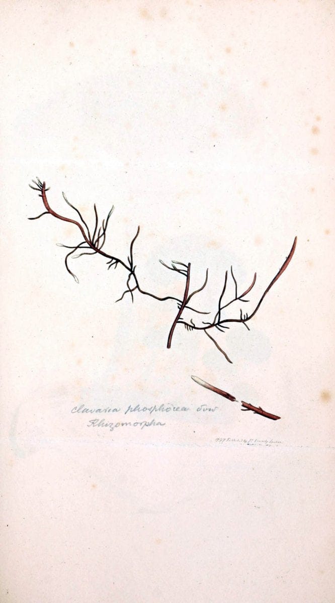 Coloured figures of English fungi or mushrooms. London,Printed by J. Davis,1797-[1809]. | England Mushrooms  | Vintage Print Reproduction 457508