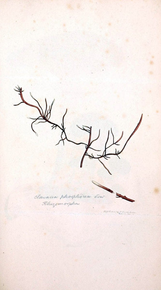 Coloured figures of English fungi or mushrooms. London,Printed by J. Davis,1797-[1809]. | England Mushrooms  | Vintage Print Reproduction 457508