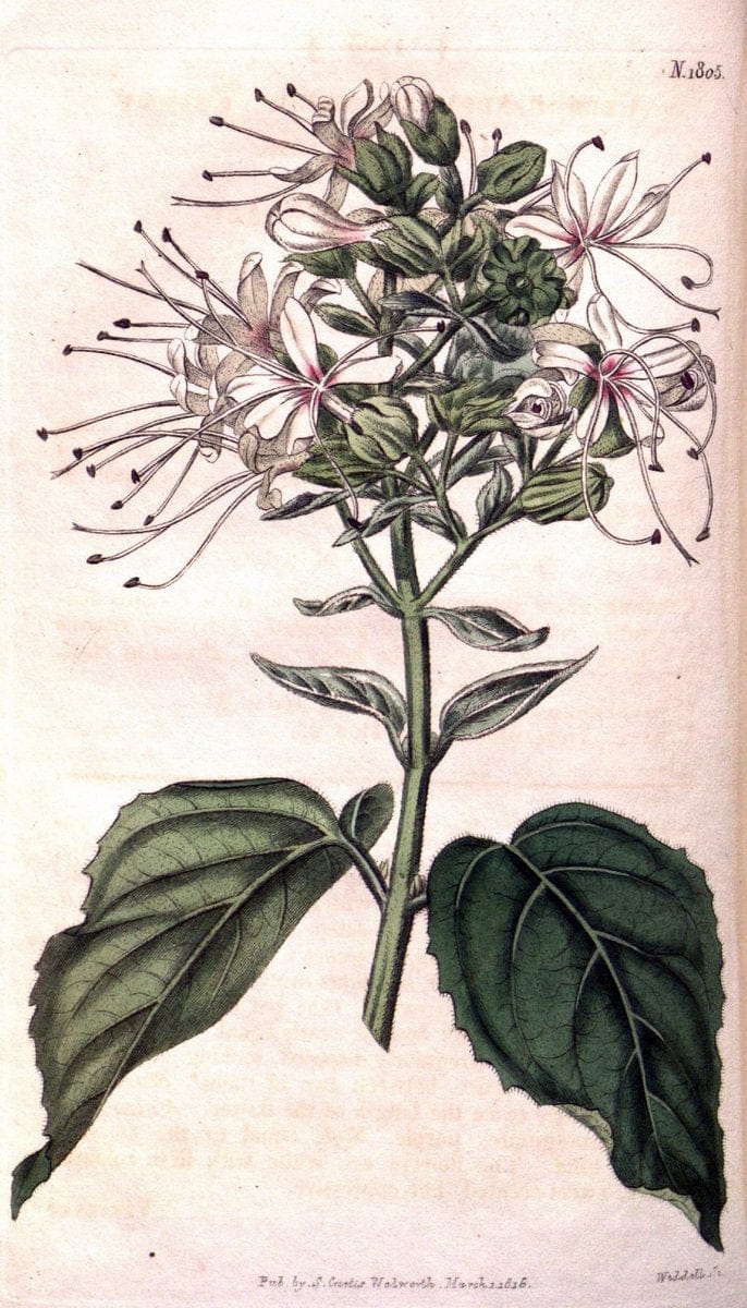 Curtis's botanical magazine. London ; New York [etc.] :Academic Press [etc.]. | "Botanical illustration" Botany Periodicals "Pictorial works" "Plants, Ornamental"  | Vintage Print Reproduction 457509