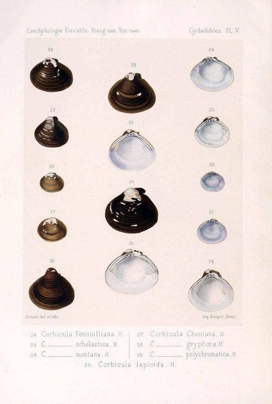 Conchyliologie fluviatile de la province de Nanking et de la Chine centrale /.Paris :Savy,[1875-1885]. | China Mollusks "Nanjing (Jiangsu Sheng)"  | Vintage Print Reproduction 457511
