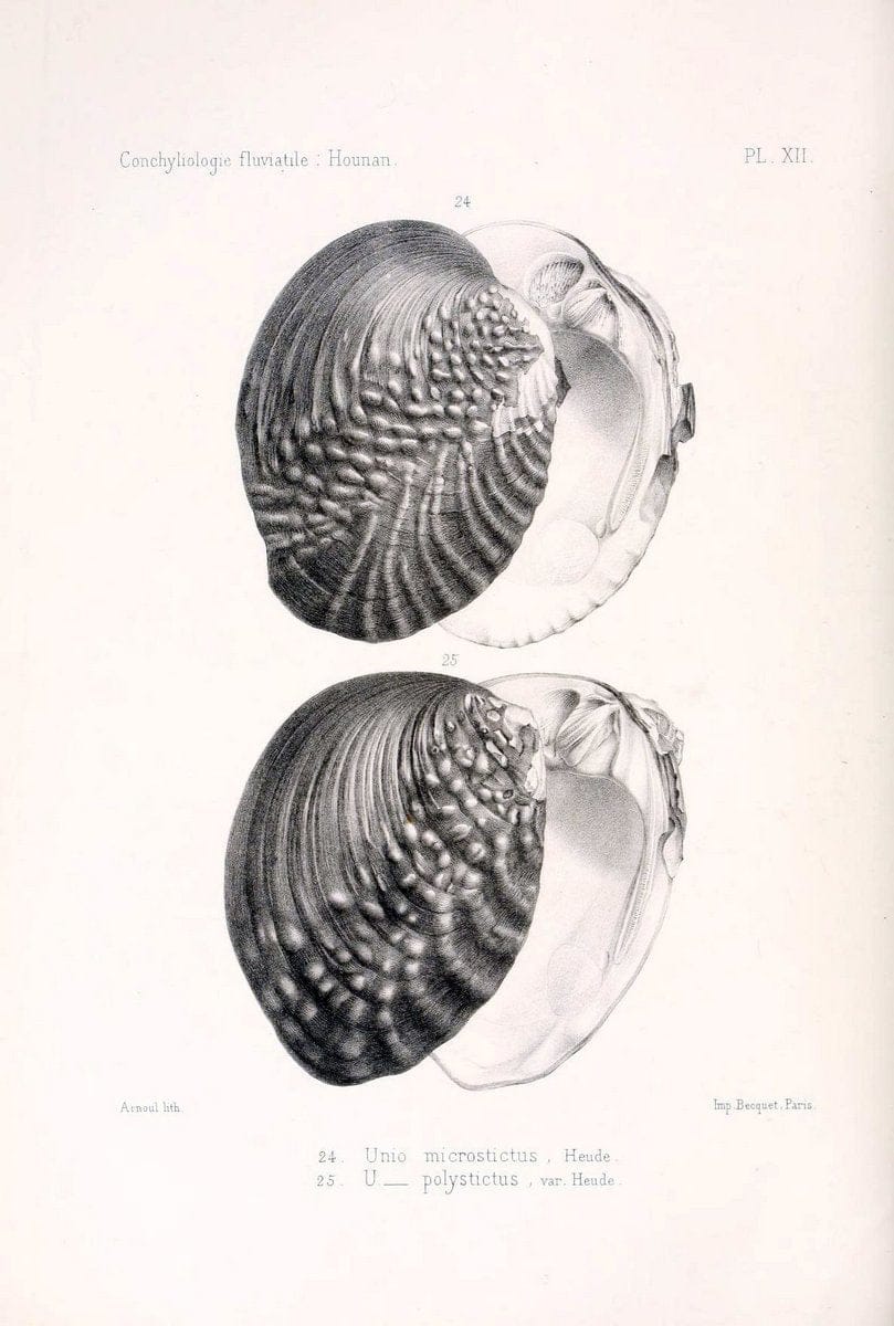 Conchyliologie fluviatile de la province de Nanking et de la Chine centrale /.Paris :Savy,[1875-1885]. | China Mollusks "Nanjing (Jiangsu Sheng)"  | Vintage Print Reproduction 457512