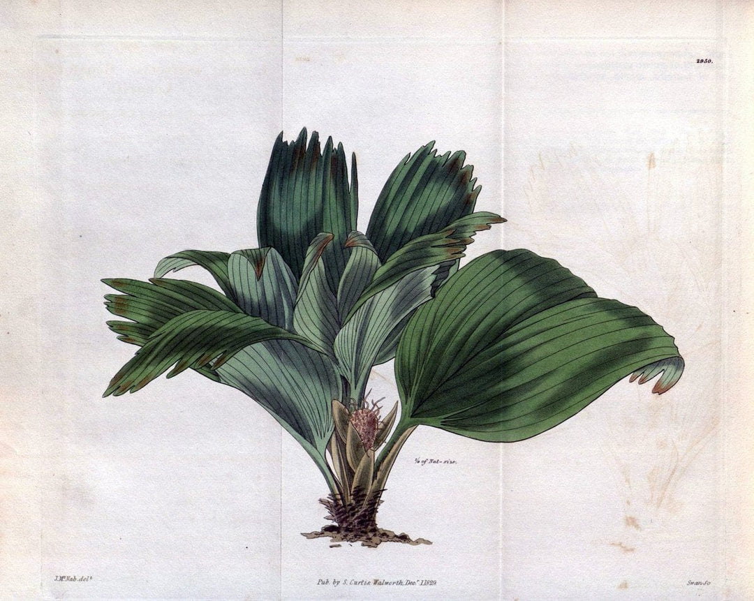 Curtis's botanical magazine. London ; New York [etc.] :Academic Press [etc.]. | "Botanical illustration" Botany Periodicals "Pictorial works" "Plants, Ornamental"  | Vintage Print Reproduction 457513