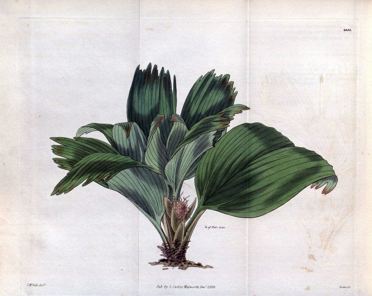 Curtis's botanical magazine. London ; New York [etc.] :Academic Press [etc.]. | "Botanical illustration" Botany Periodicals "Pictorial works" "Plants, Ornamental"  | Vintage Print Reproduction 457513