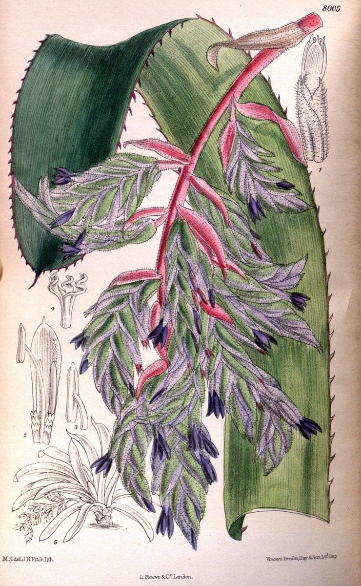 Curtis's botanical magazine. London ; New York [etc.] :Academic Press [etc.]. | "Botanical illustration" Botany Periodicals "Pictorial works" "Plants, Ornamental"  | Vintage Print Reproduction 457514