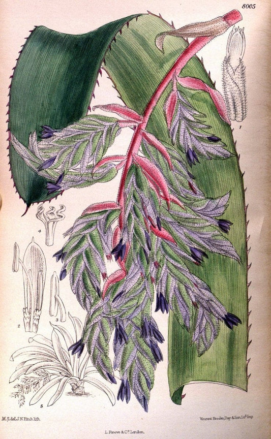 Curtis's botanical magazine. London ; New York [etc.] :Academic Press [etc.]. | "Botanical illustration" Botany Periodicals "Pictorial works" "Plants, Ornamental"  | Vintage Print Reproduction 457514