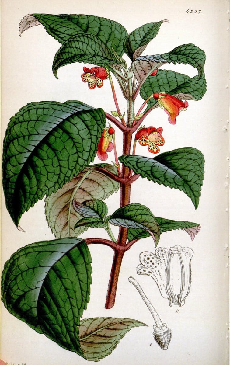 Curtis's botanical magazine. London ; New York [etc.] :Academic Press [etc.]. | "Botanical illustration" Botany Periodicals "Pictorial works" "Plants, Ornamental"  | Vintage Print Reproduction 457515