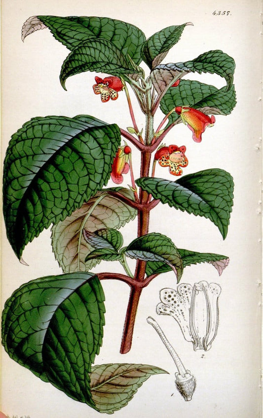 Curtis's botanical magazine. London ; New York [etc.] :Academic Press [etc.]. | "Botanical illustration" Botany Periodicals "Pictorial works" "Plants, Ornamental"  | Vintage Print Reproduction 457515