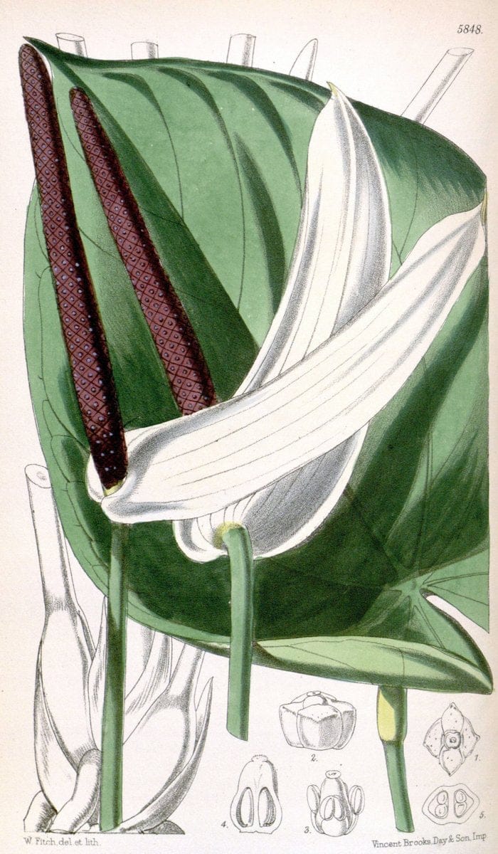 Curtis's botanical magazine. London ; New York [etc.] :Academic Press [etc.]. | "Botanical illustration" Botany Periodicals "Pictorial works" "Plants, Ornamental"  | Vintage Print Reproduction 457516