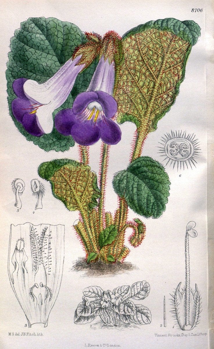 Curtis's botanical magazine. London ; New York [etc.] :Academic Press [etc.]. | "Botanical illustration" Botany Periodicals "Pictorial works" "Plants, Ornamental"  | Vintage Print Reproduction 457517