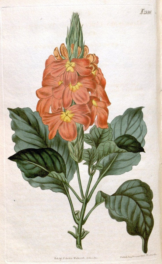 Curtis's botanical magazine. London ; New York [etc.] :Academic Press [etc.]. | "Botanical illustration" Botany Periodicals "Pictorial works" "Plants, Ornamental"  | Vintage Print Reproduction 457518