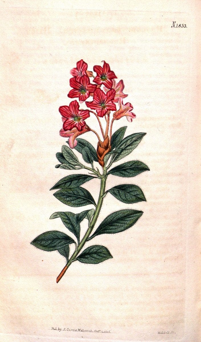 Curtis's botanical magazine. London ; New York [etc.] :Academic Press [etc.]. | "Botanical illustration" Botany Periodicals "Pictorial works" "Plants, Ornamental"  | Vintage Print Reproduction 457519