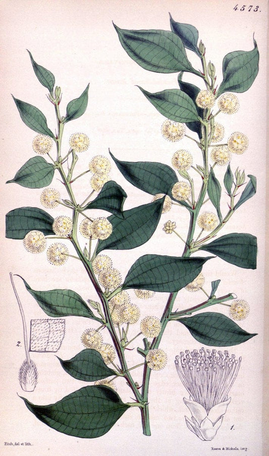 Curtis's botanical magazine. London ; New York [etc.] :Academic Press [etc.]. | "Botanical illustration" Botany Periodicals "Pictorial works" "Plants, Ornamental"  | Vintage Print Reproduction 457520