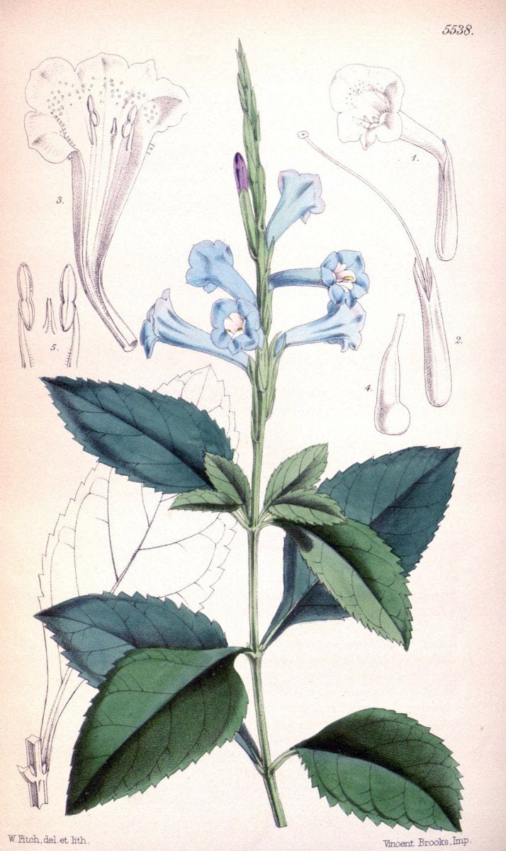 Curtis's botanical magazine. London ;New York [etc.] :Academic Press [etc.]. | Botany Periodicals "Pictorial works"  | Vintage Print Reproduction 457521