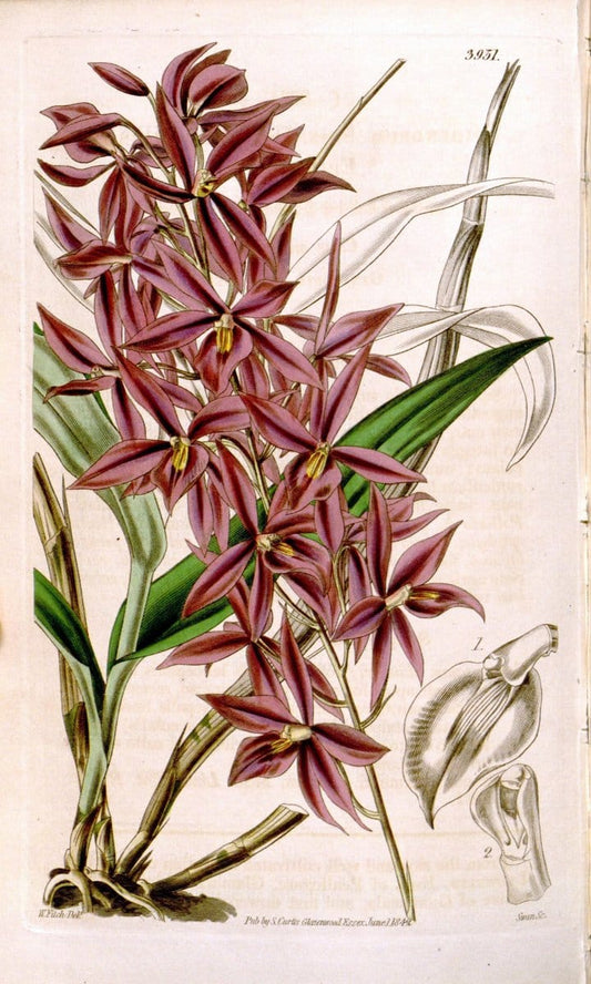 Curtis's botanical magazine. London ; New York [etc.] :Academic Press [etc.]. | "Botanical illustration" Botany Periodicals "Pictorial works" "Plants, Ornamental"  | Vintage Print Reproduction 457522
