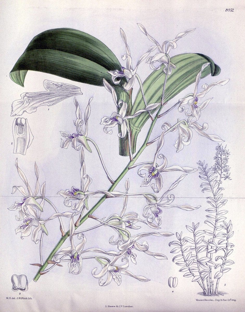 Curtis's botanical magazine. London ; New York [etc.] :Academic Press [etc.]. | "Botanical illustration" Botany Periodicals "Pictorial works" "Plants, Ornamental"  | Vintage Print Reproduction 457523