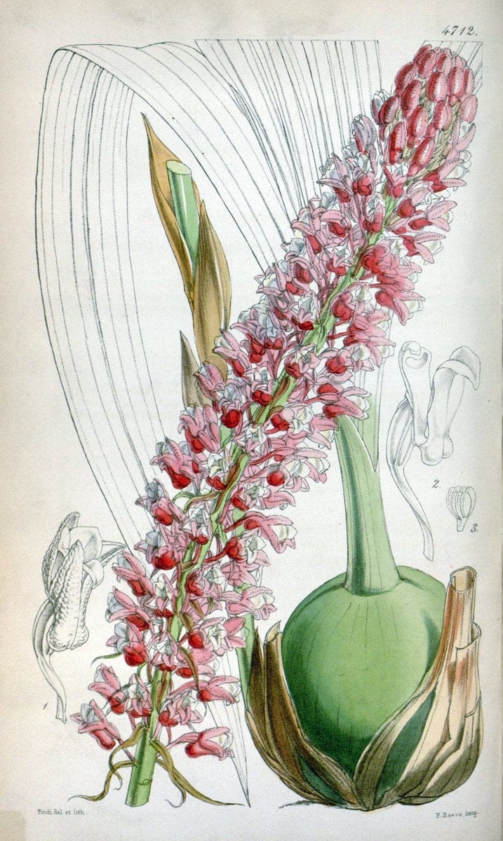 Curtis's botanical magazine. London ; New York [etc.] :Academic Press [etc.]. | "Botanical illustration" Botany Periodicals "Pictorial works" "Plants, Ornamental"  | Vintage Print Reproduction 457524