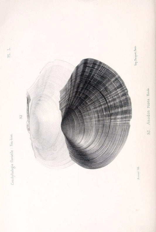 Conchyliologie fluviatile de la province de Nanking et de la Chine centrale /.Paris :Savy,[1875-1885]. | China Mollusks "Nanjing (Jiangsu Sheng)"  | Vintage Print Reproduction 457525
