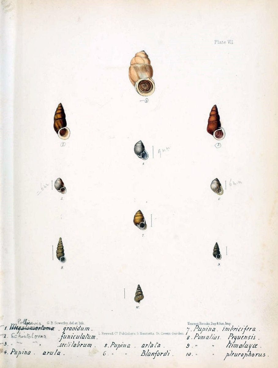 Conchologia indica,.London,1870-1876.  | India Mollusks Shells  | Vintage Print Reproduction 457526