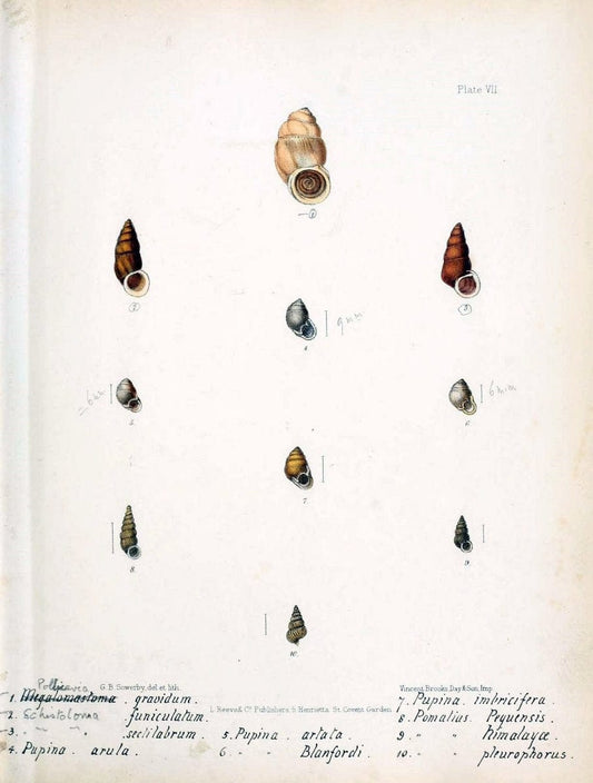Conchologia indica,.London,1870-1876.  | India Mollusks Shells  | Vintage Print Reproduction 457526
