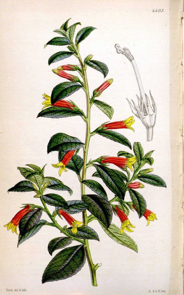 Curtis's botanical magazine. London ; New York [etc.] :Academic Press [etc.]. | "Botanical illustration" Botany Periodicals "Pictorial works" "Plants, Ornamental"  | Vintage Print Reproduction 457527