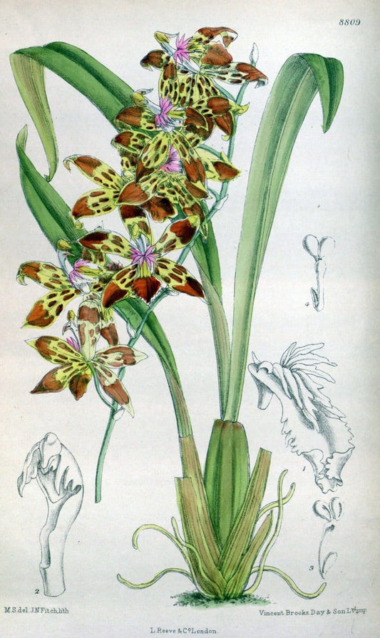 Curtis's botanical magazine. London ; New York [etc.] :Academic Press [etc.]. | "Botanical illustration" Botany Periodicals "Pictorial works" "Plants, Ornamental"  | Vintage Print Reproduction 457528