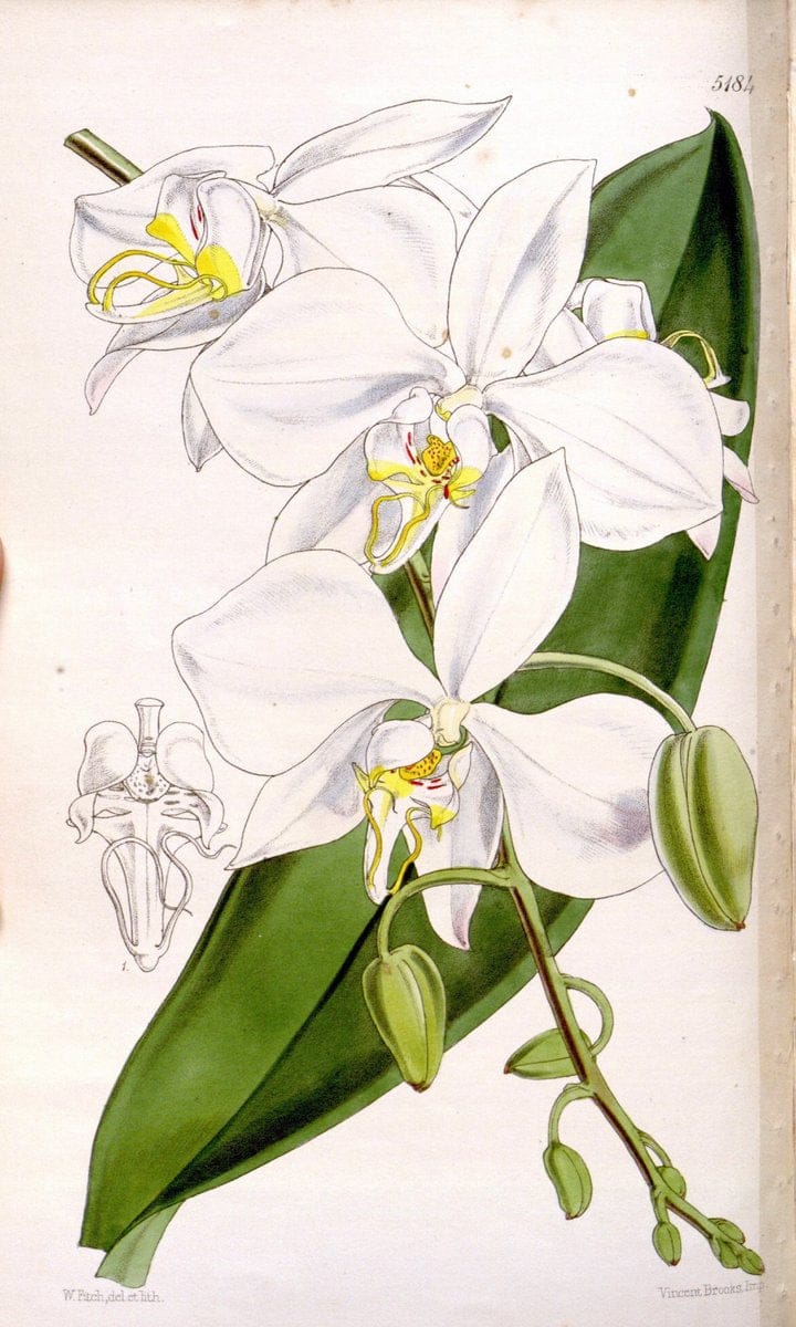 Curtis's botanical magazine. London ;New York [etc.] :Academic Press [etc.]. | Botany Periodicals "Pictorial works"  | Vintage Print Reproduction 457529