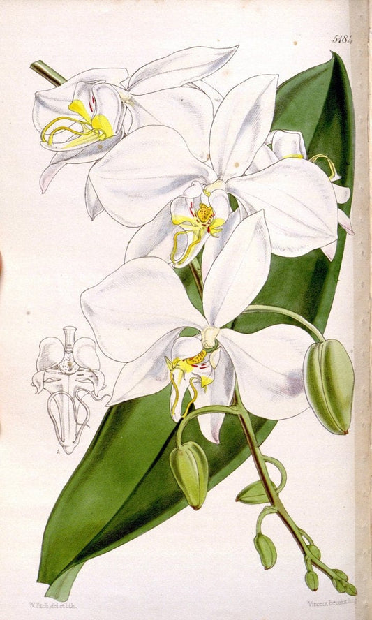 Curtis's botanical magazine. London ;New York [etc.] :Academic Press [etc.]. | Botany Periodicals "Pictorial works"  | Vintage Print Reproduction 457529