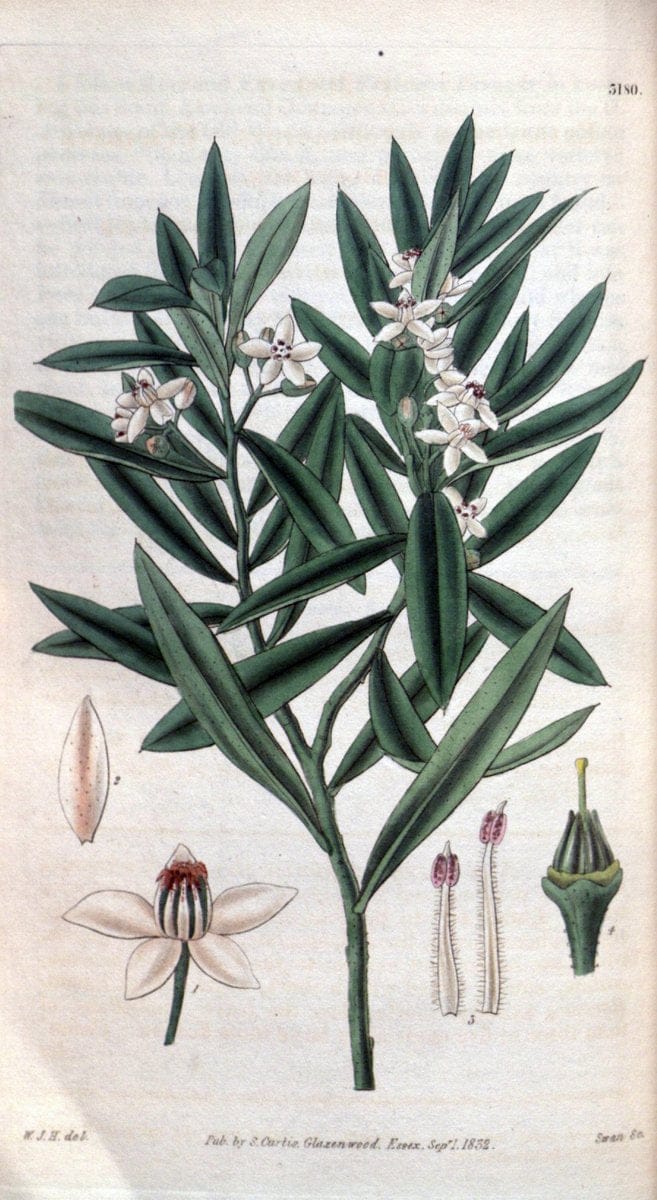 Curtis's botanical magazine. London ; New York [etc.] :Academic Press [etc.]. | "Botanical illustration" Botany Periodicals "Pictorial works" "Plants, Ornamental"  | Vintage Print Reproduction 457530