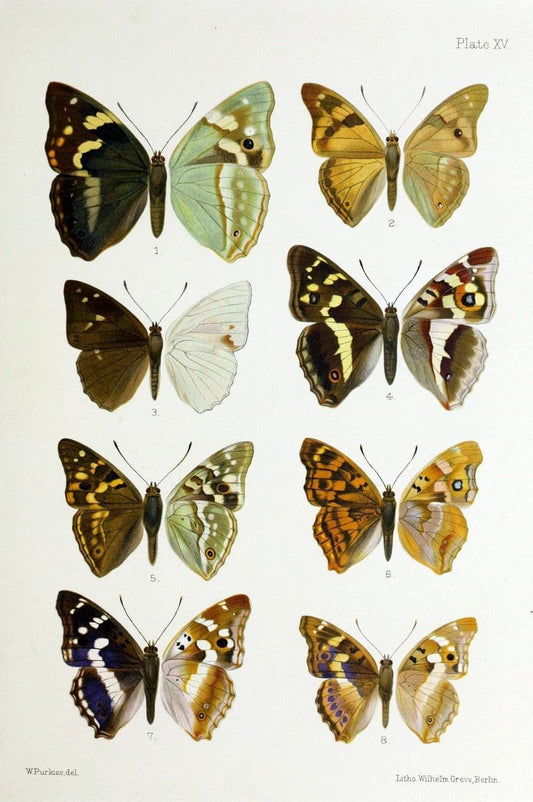 Butterflies from China, Japan, and Corea. London,R.H. Porter,1892-94.  | Butterflies China Japan Korea  | Vintage Print Reproduction 457531