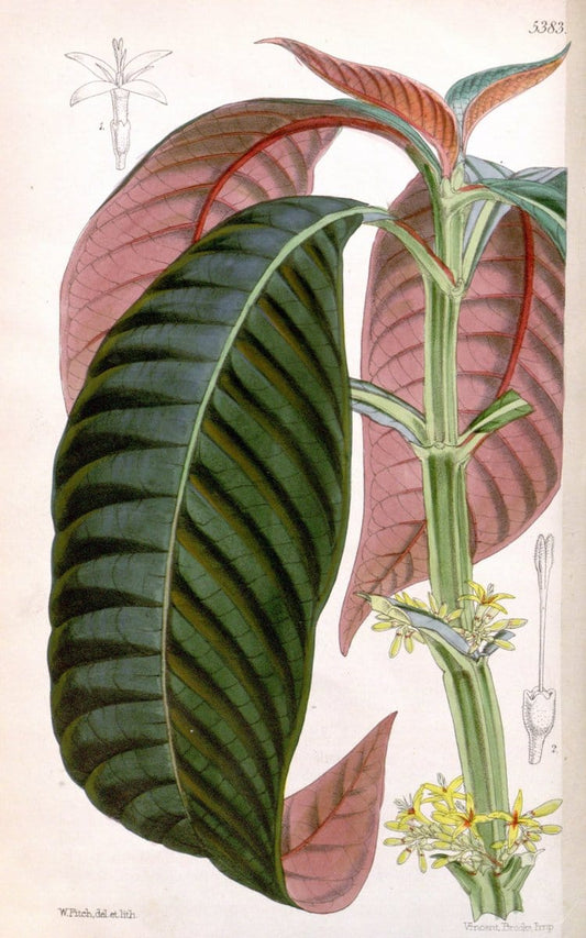 Curtis's botanical magazine. London ;New York [etc.] :Academic Press [etc.]. | Botany Periodicals "Pictorial works"  | Vintage Print Reproduction 457532