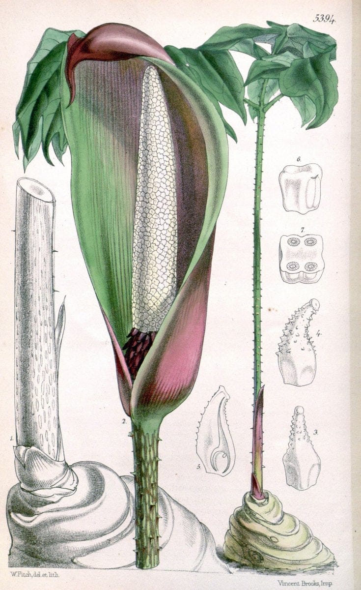 Curtis's botanical magazine. London ;New York [etc.] :Academic Press [etc.]. | Botany Periodicals "Pictorial works"  | Vintage Print Reproduction 457533