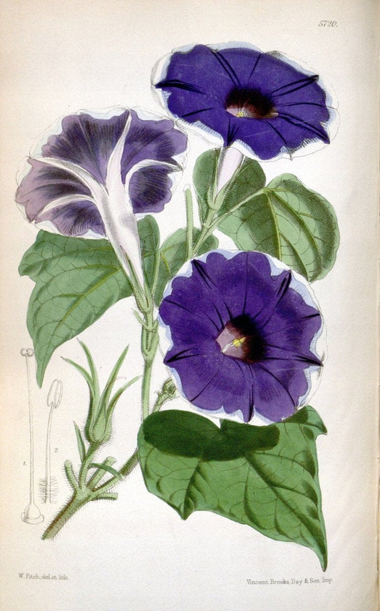 Curtis's botanical magazine. London ; New York [etc.] :Academic Press [etc.]. | "Botanical illustration" Botany Periodicals "Pictorial works" "Plants, Ornamental"  | Vintage Print Reproduction 457534