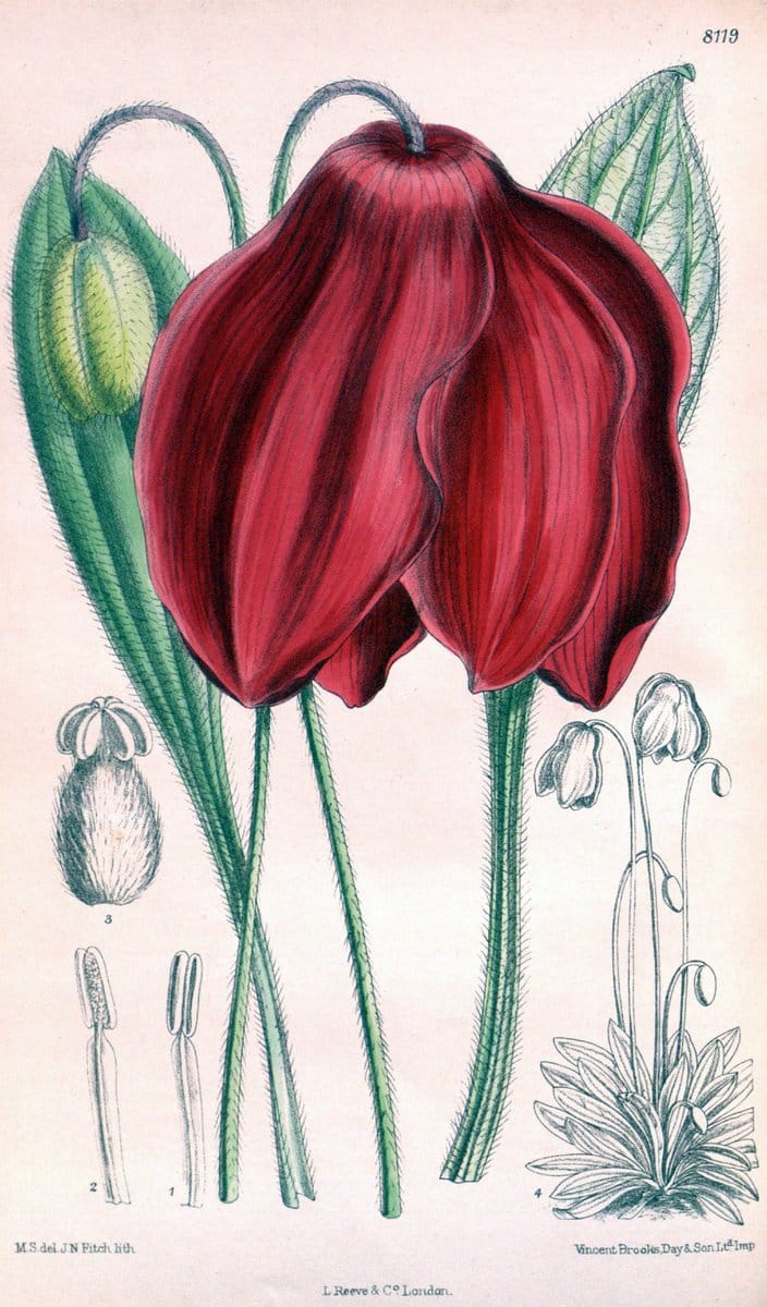 Curtis's botanical magazine. London ;New York [etc.] :Academic Press [etc.]. | Botany Periodicals "Pictorial works"  | Vintage Print Reproduction 457536