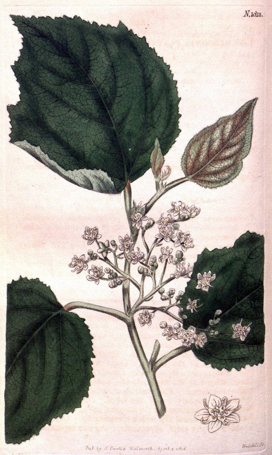 Curtis's botanical magazine. London ; New York [etc.] :Academic Press [etc.]. | "Botanical illustration" Botany Periodicals "Pictorial works" "Plants, Ornamental"  | Vintage Print Reproduction 457537