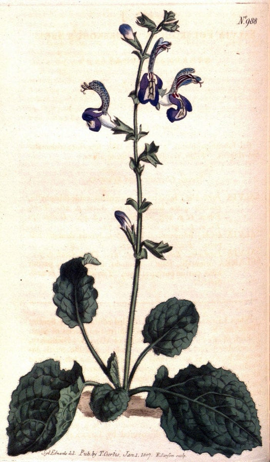 Curtis's botanical magazine. London ;New York [etc.] :Academic Press [etc.]. | Botany Periodicals "Pictorial works"  | Vintage Print Reproduction 457538