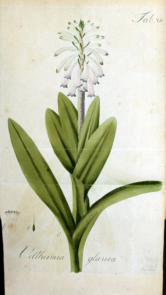Collectio plantarum tam exoticarum, quam indigenarum, cum delineatione, descriptione cul | Botany | Vintage Print Reproduction 457539