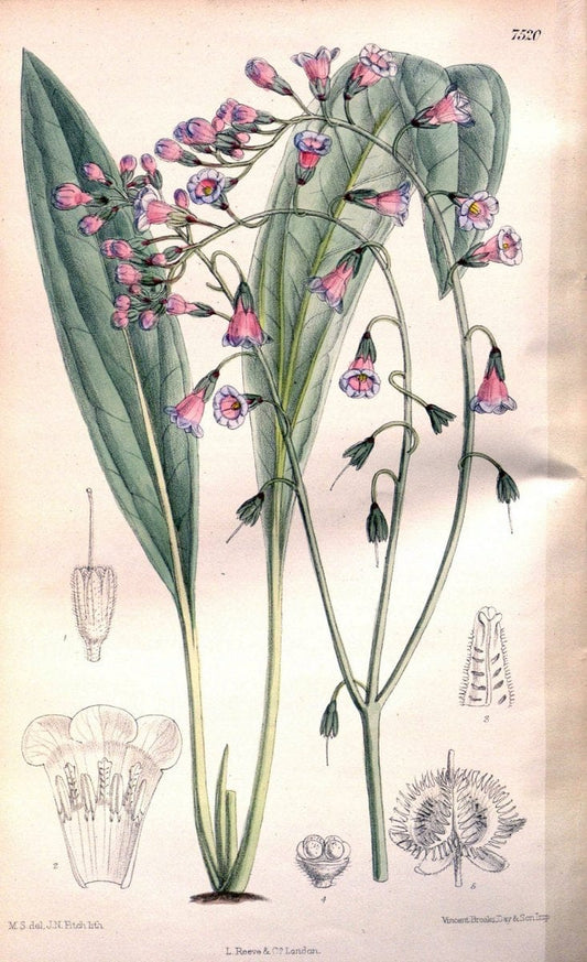 Curtis's botanical magazine. London ; New York [etc.] :Academic Press [etc.]. | "Botanical illustration" Botany Periodicals "Pictorial works" "Plants, Ornamental"  | Vintage Print Reproduction 457540