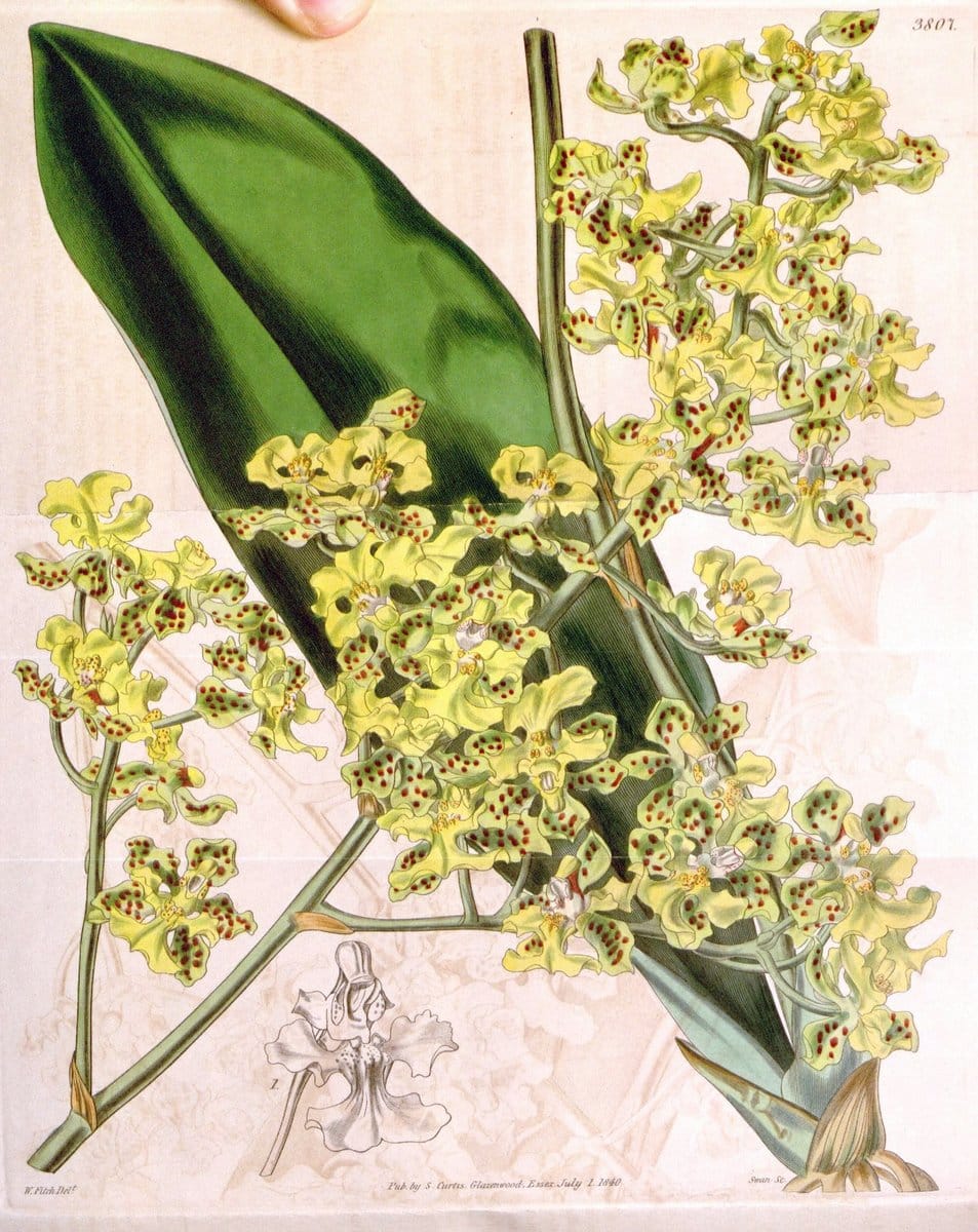 Curtis's botanical magazine. London ; New York [etc.] :Academic Press [etc.]. | "Botanical illustration" Botany Periodicals "Pictorial works" "Plants, Ornamental"  | Vintage Print Reproduction 457541