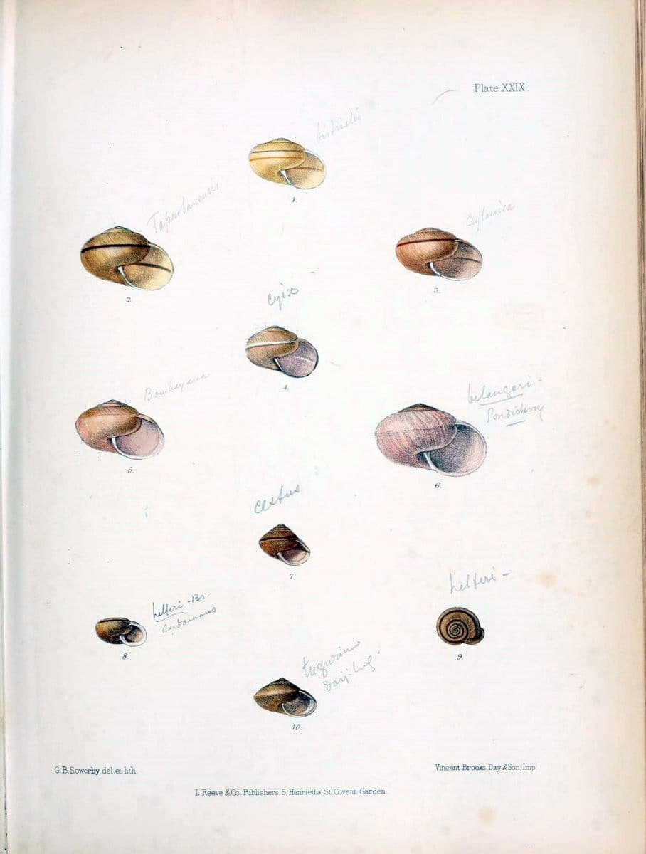 Conchologia indica,.London,1870-1876.  | India Mollusks Shells  | Vintage Print Reproduction 457542