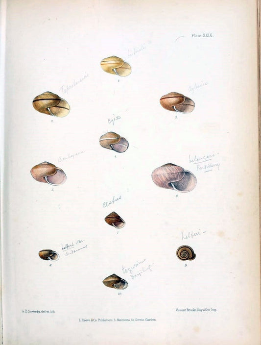 Conchologia indica,.London,1870-1876.  | India Mollusks Shells  | Vintage Print Reproduction 457542